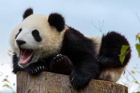 Mammal Animal World Cute