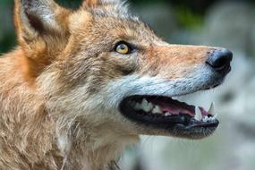 Mammal Nature Animal World
