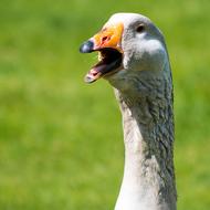 Bird Animal World Nature