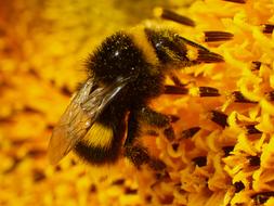 Animal Beautiful Bee