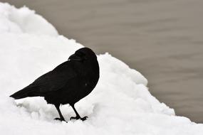 Raven Crow Bird
