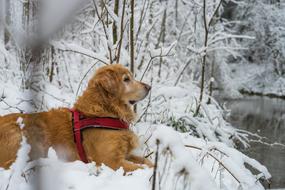 Dog Pet Snow