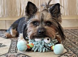 Cute Yorkie Dog