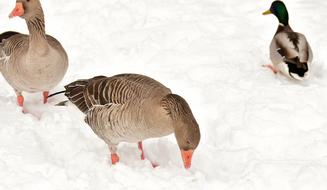 Geese Duck Waterfowl