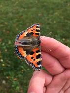 Butterfly Hand Moth
