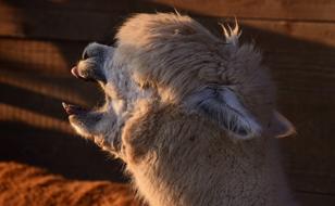 Alpaca Animal White