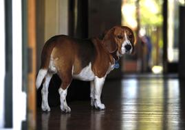 Beagle Dog Pet