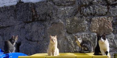 lots of cats in turkey