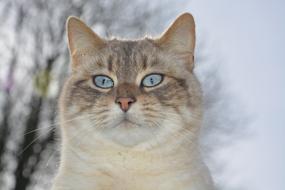 Cat Head Pussy Nala Blue Eyes