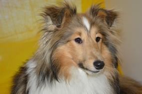 Dog Bitch Shetland Sheepdog