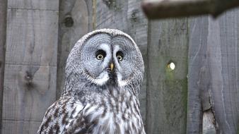 grey Owl Bird in Nature