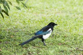 Magpie Bird