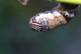fluffy caterpillar on a leaf
