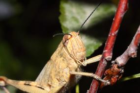 Blacksmith Insect in Nature Living