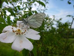 Gassed Butterfly Aporia Crataegi