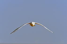Black Headed Gull Approach Bird