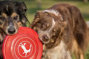 funny dogs with a red disc