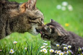Cat Kitten Domestic