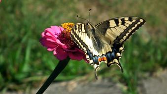 beautiful big butterfly