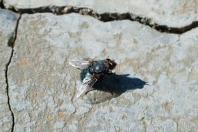 Fly Greenfly Lucilia Sericata