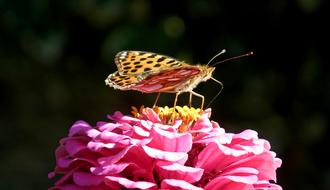 Butterfly Insect Flower