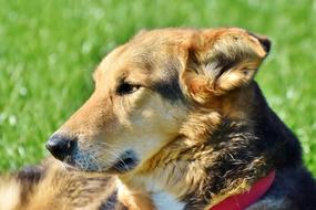 dog resting in nature