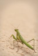 Fauna Insect No Person