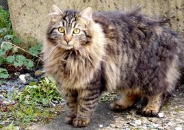 Cat Garden Feline