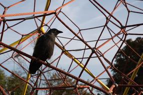bird on an iron circle