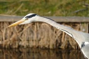 Heron Bird Fauna