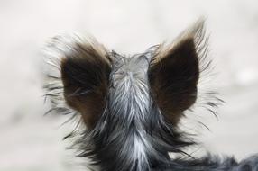 Dog Head Animal