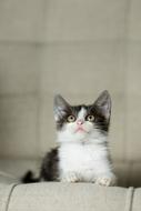 Cat Kitten Pet