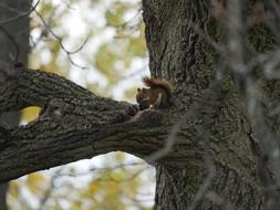 Squirrel Eating Nuts