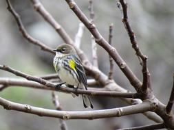 little bird on the branches