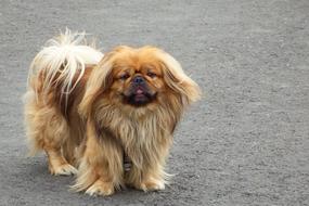 Dog Portrait Cute