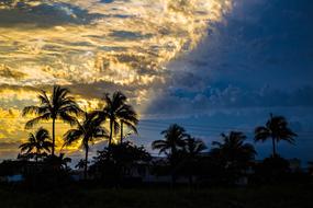 Palm Beach Tropical