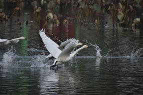 Animal Lake Waterside