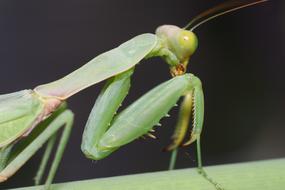 Bespozvonochnoe Insect No One