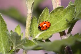 Insect No One Nature
