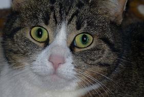 Cat Portrait Mammal