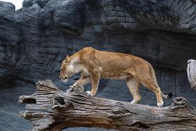 Lioness Cat Queen Big