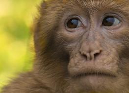 close up of a baby monkey face