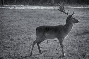 Hirsch Mammal Animal World