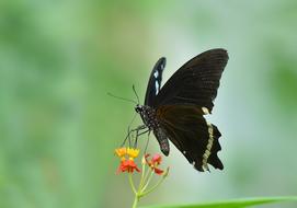 Macro Butterfly Insect
