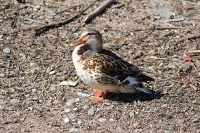 duck bird rest