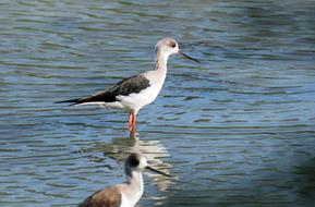 Outdoor Bird Wild