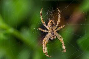 big dangerous spider
