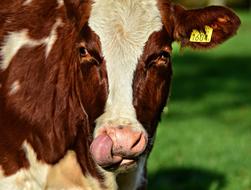 cow licks face