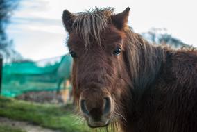 Pony Farm Portrait