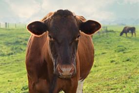 Cow Cattle Animal